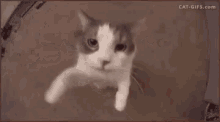 GIF