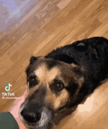 Dog Attention GIF - Dog Attention Ears GIFs