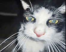 Cat Dumb Cat GIF - Cat Dumb Cat High Cat GIFs