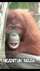 a close up of a monkey peeking out from behind a tree with the caption ngantuk maak .