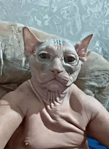 a hairless cat is sitting on a couch wearing glasses .