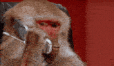 a close up of a monkey wearing headphones