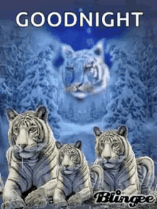 Goodnight Nite GIF - Goodnight Nite Tigers GIFs