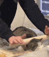 a person is rolling dough with a rolling pin and a cat is laying on the dough .