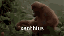 Xanthius Roar GIF - Xanthius Roar Monkey GIFs