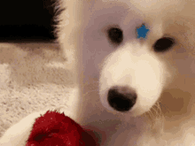 Maluviana Dog GIF - Maluviana Dog Pet GIFs
