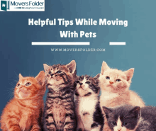 Moving With Pet Animals GIF - Moving With Pet Animals GIFs