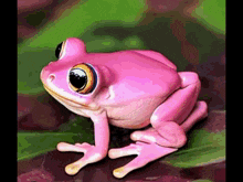 Pinkpalaka Frogpink GIF - Pinkpalaka Frogpink Pakapink GIFs