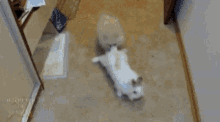 Bunny Cat GIF - Bunny Cat Slide GIFs