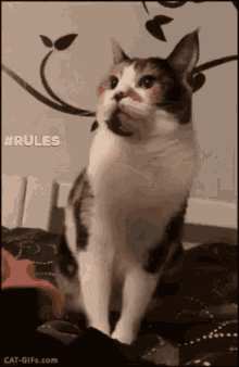 Cat Rules GIF - Cat Rules GIFs