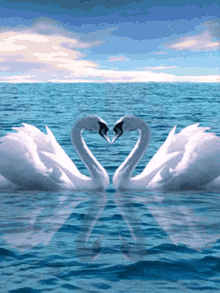 Swan Love GIF - Swan Love GIFs