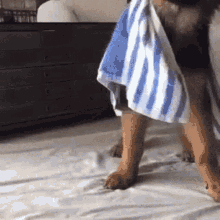 Dogs Doggy GIF
