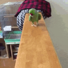 Gdedok Papug GIF - Gdedok Papug Parrot GIFs