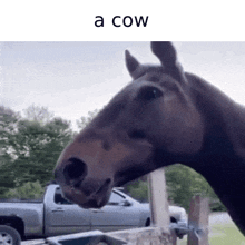 A Cow GIF - A Cow Im So Hungry I Could Eat A Horse GIFs