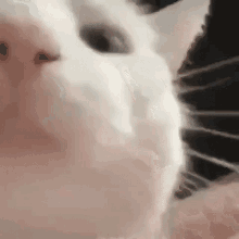 Cat Kitty GIF - Cat Kitty Head Bopping GIFs