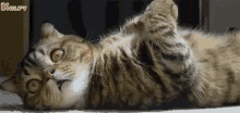 Angry Cat Kopam GIF - Angry Cat Kopam Serious GIFs