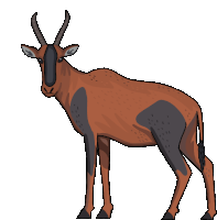 Antelope Topi Sticker