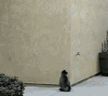Cat Up A Wall - Wall GIF