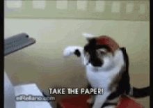 Funny Cat GIF - Cat Printer Take The Paper GIFs