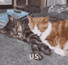 My Cats GIF - My Cats GIFs