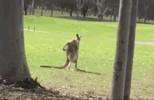 Kangaroo Kangaroo Scratch GIF - Kangaroo Kangaroo Scratch Itchy GIFs