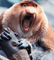 a close up of a monkey with its mouth open holding a piece of wood