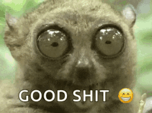 a close up of a lemur with big eyes and the words `` good shit '' next to it .