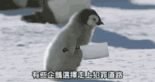 企鵝 犯罪 GIF