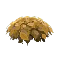a bunch of yellow leaves on a white surface