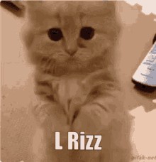 Rizz L Rizz GIF
