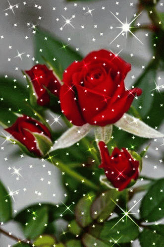 Roses Sparkle GIF – Roses Sparkle Red Rose – discover and share GIFs