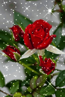Roses Sparkle GIF - Roses Sparkle Red Rose GIFs