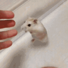 hamster chase cuddles