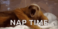 sleepy tired sleep nap time sloth