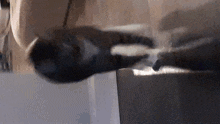 a close up of a cat 's paws on a box