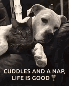 Love Cats GIF - Love Cats Dogs GIFs