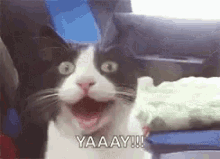 Yay Cat Funny Cat GIF - Yay Cat Funny Cat Smiling GIFs
