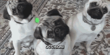 Occhioni Occhi Teneri Occhi Dolci Carlino Cane Carino Dolce Animali GIF - Heart Eyes Eyes Pug GIFs