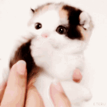 kitten bite nibble cute