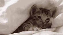 Kitty Cutie GIF - Kitty Cutie Yawning GIFs