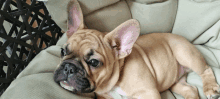 Frenchie Puppies GIF - Frenchie Puppies GIFs