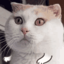 Cat Gato GIF - Cat Gato Pandlr GIFs