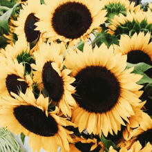 Girasoles Sunflowers GIF - Girasoles Sunflowers Aesthetic GIFs
