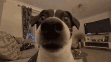Dog Sniff GIF - Dog Sniff Stare GIFs
