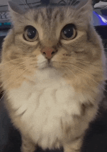 a close up of a cat 's face looking at the camera