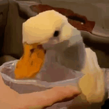 Its Me Duck Duck1234 GIF