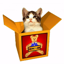 here i am jack in the box kitten in box kitten cute kitten