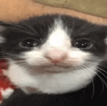 a black and white kitten is looking at the camera while being petted by a person .