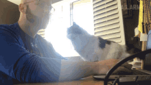 Cat Demands Petting Cat Needs Ptting GIF