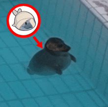 a seal is swimming in a pool with a red arrow pointing at it